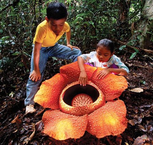 Rafflesia-arnoldii2