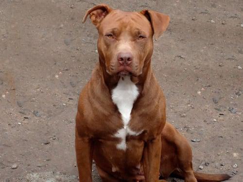 hembra-pitbull-red-nose