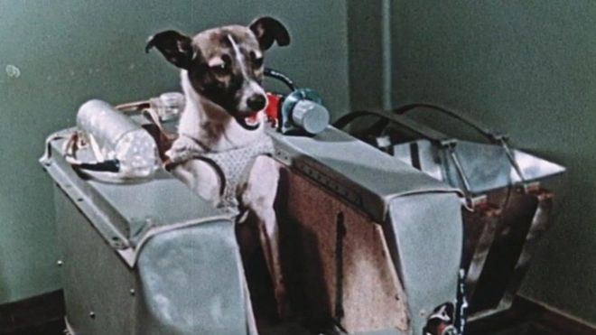 _98603718_laika