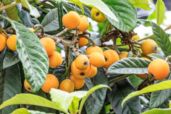 plantar_nisperos_cuando_y_como_hacerlo_2397_600