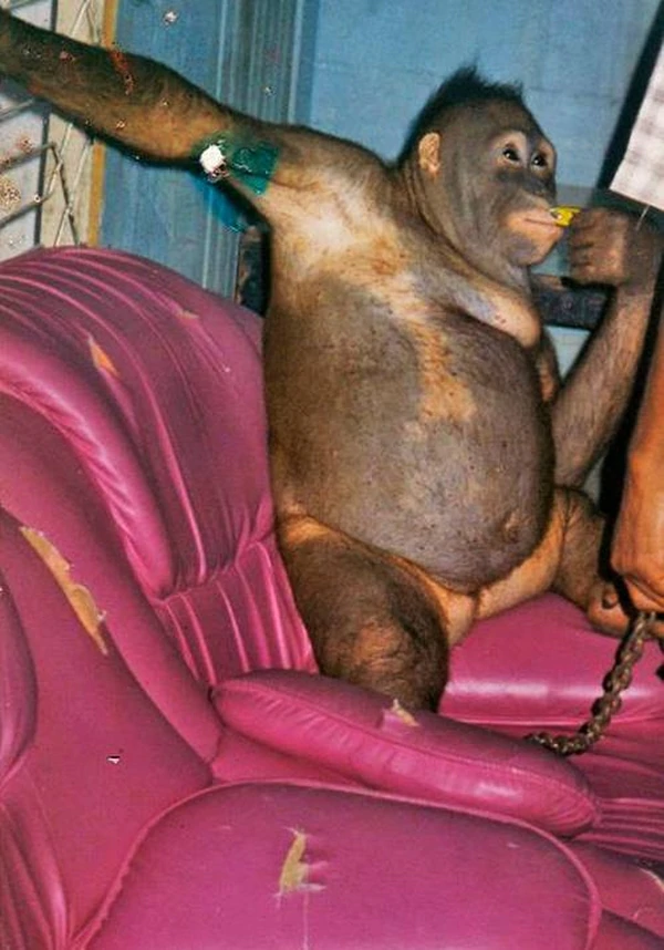 Orangután-Pony
