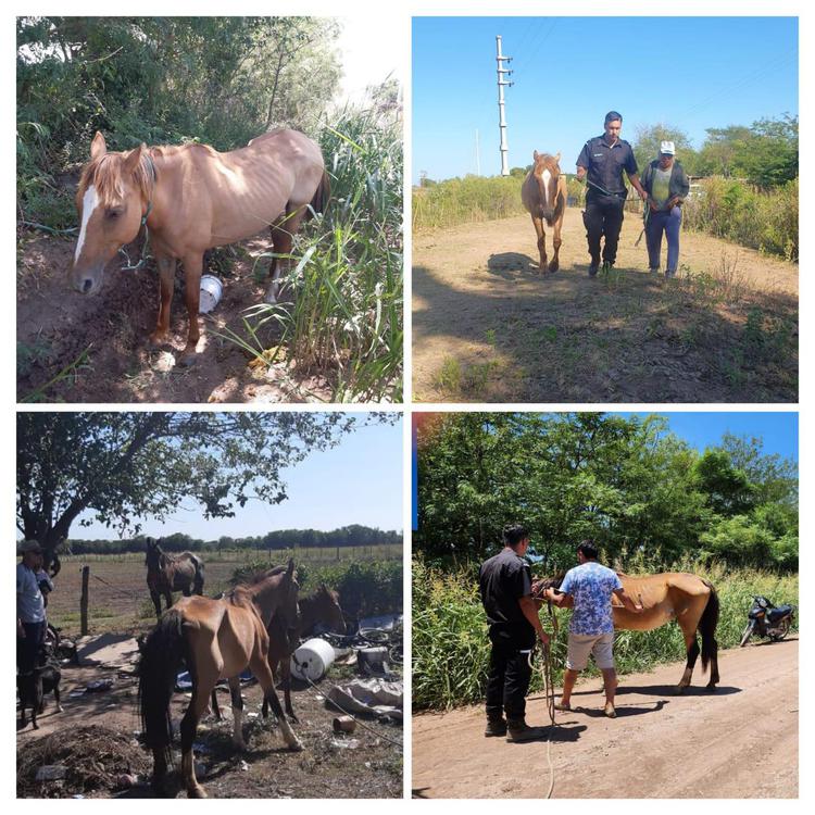COLLAGE CABALLOS