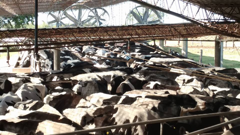 18010565_1311746892272306_7153525401070220189_n