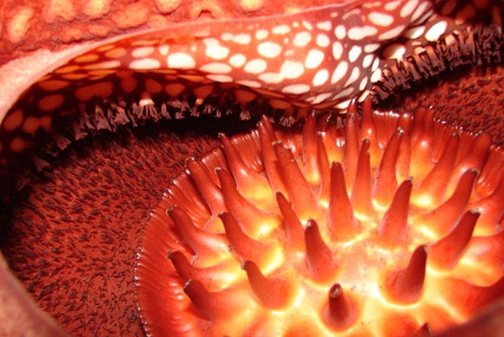 fyp-portada-rafflesia-arnol