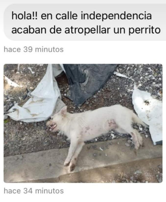 272663060_5044403812246965_2504535444394161751_n