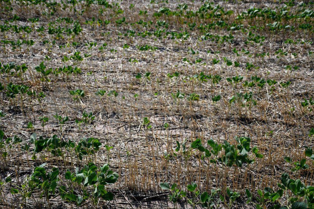 soja-sequia-cosecha-cultivo-campo-004jpg