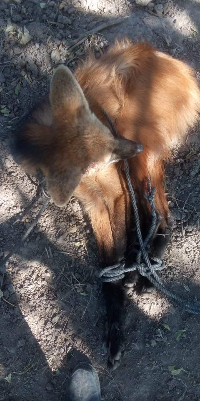 WhatsApp Image 2020-05-28 at 21.24.12