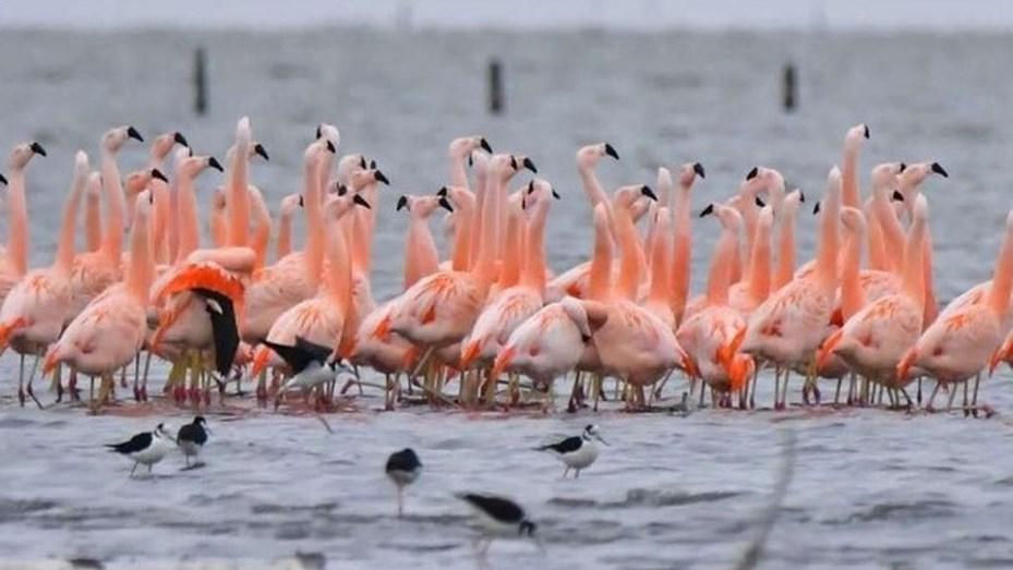 aves