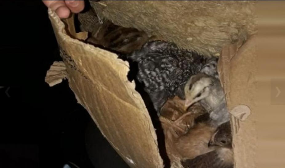 926x0_273889_20210903083355