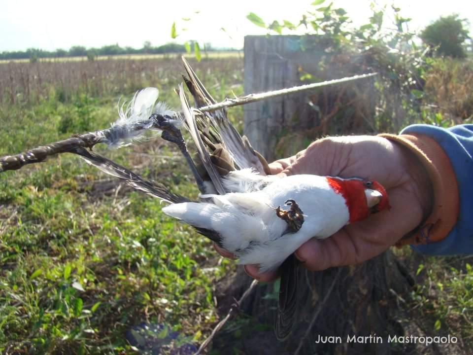 FB_IMG_1594391228304