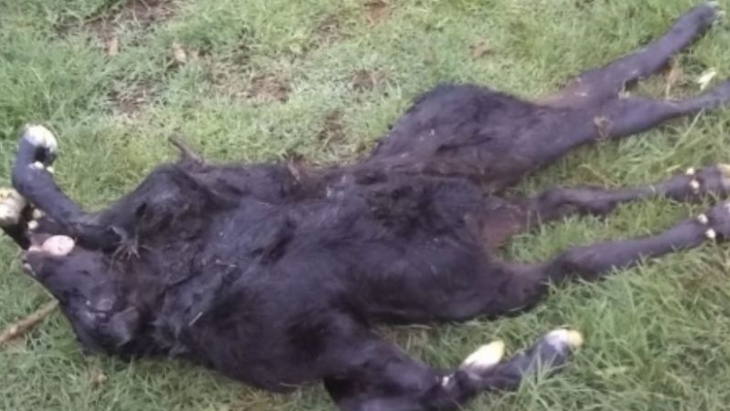 ternero2.jpg_674994428