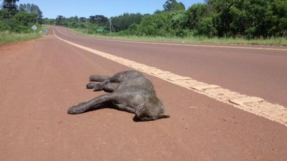 animal-ruta