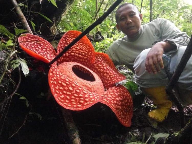 rafflesia-corpse-flower-1