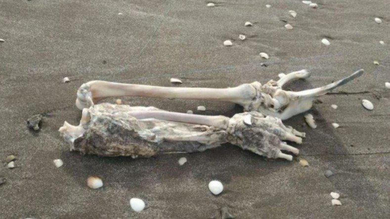 220530 pesca brazo 3