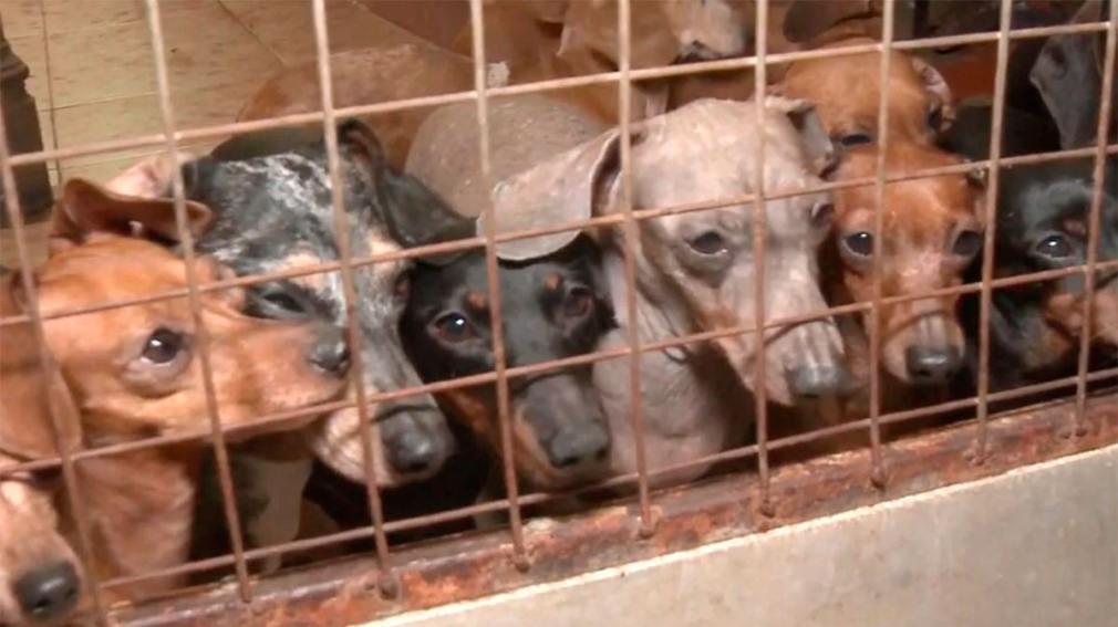 1010x567_criadero-animales-420855-081035