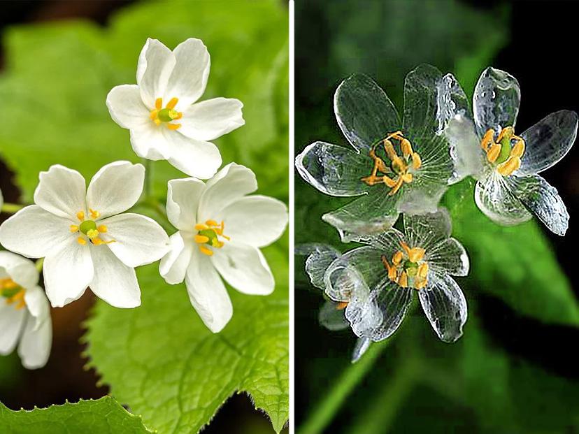 Flore-esqueleto-transparente-lluvia-Diphylleia-grayi-SITIO (1)