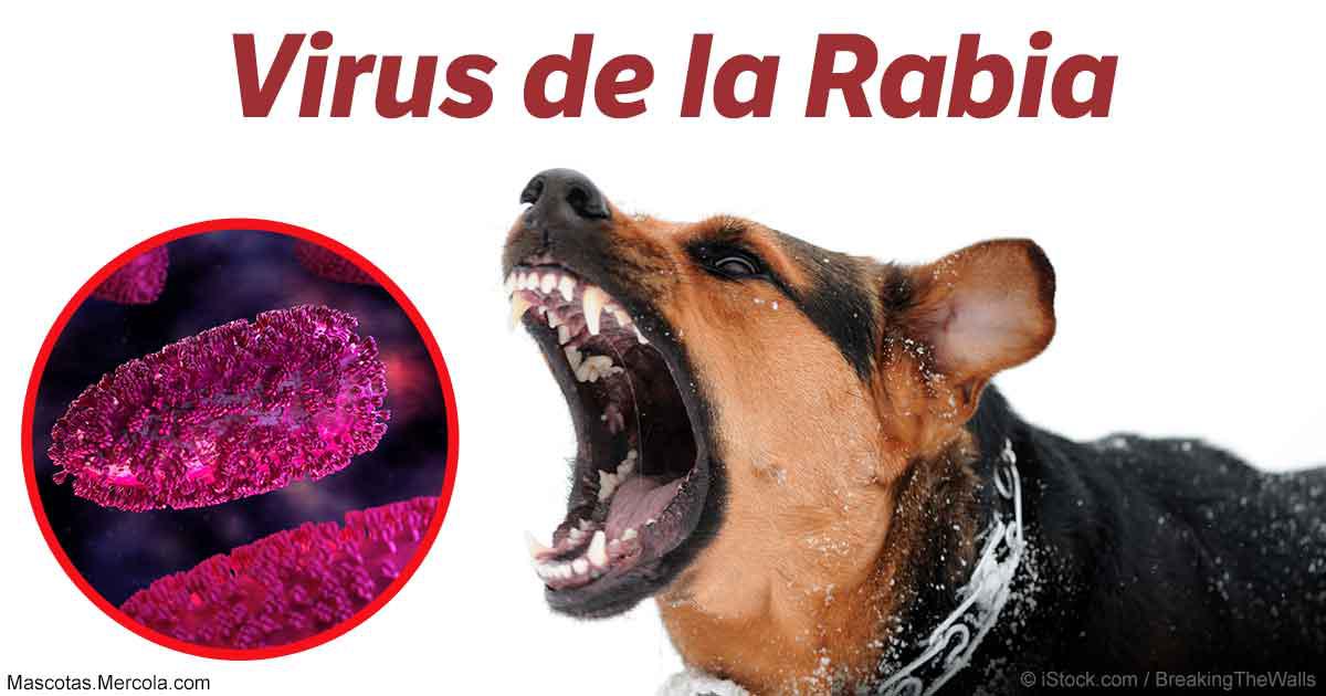 virus-de-la-rabia-fb