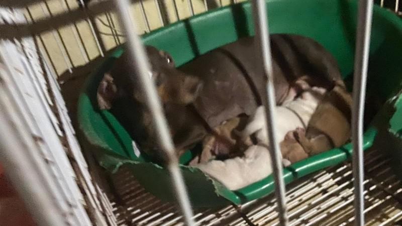 maltrato_animal_3_crop1604487578841.jpg_1756841869