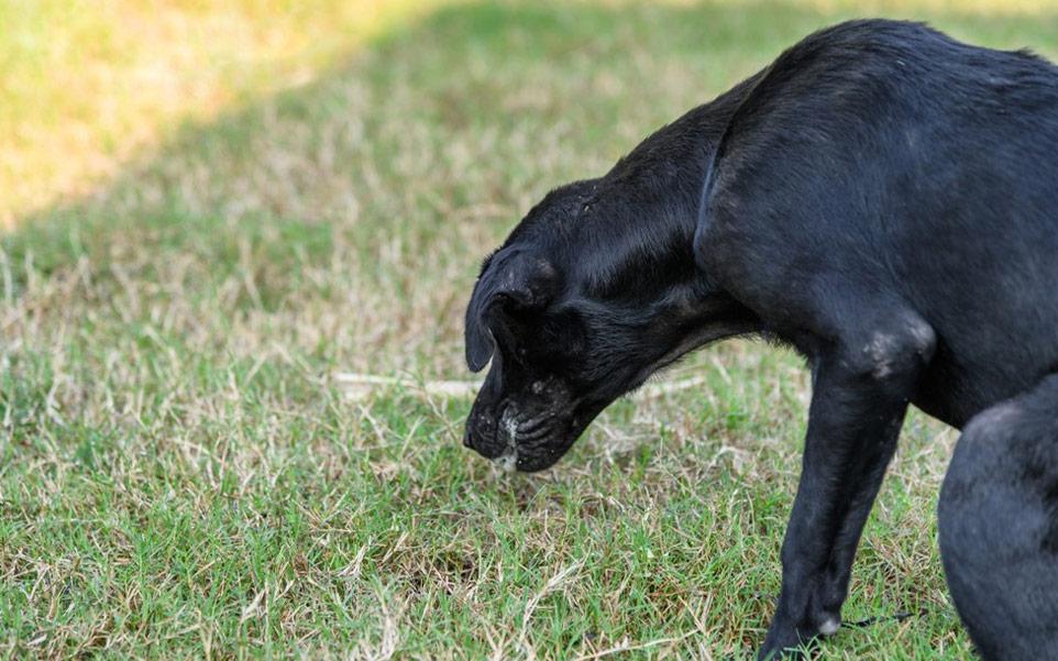 primeros-auxilios-mascotas-perro-intoxicado
