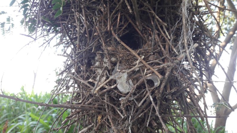 plasticos-en-el-parana-1-e1569629334843