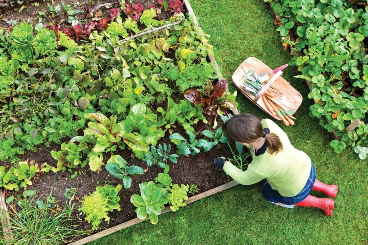 vegetable-gardening-at-home-intended-for-vegetable-garden-at-home-vegetable-garden-at-home