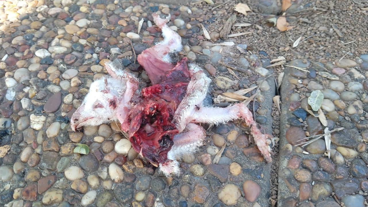 WhatsApp Image 2020-04-22 at 12.27.33 (1)