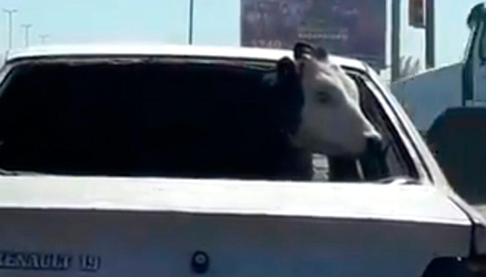 vaca-auto
