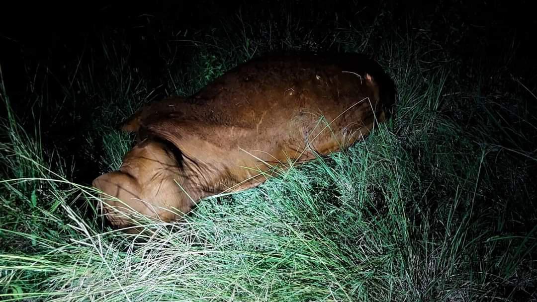 FB_IMG_1700737689054