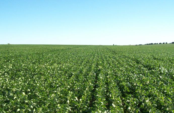 campo-soja