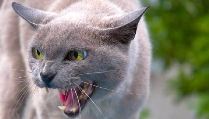 rabia-en-gatos-2