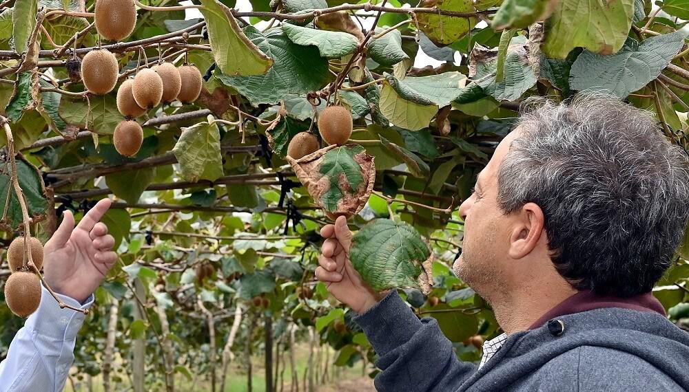 Kiwi-Entre-Ríos