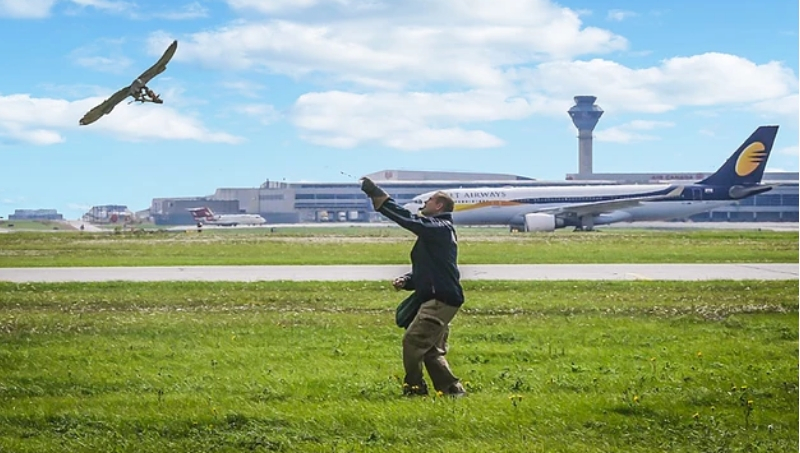 cetreria-en-argentina-3-cba