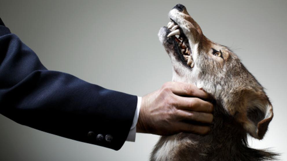 img_cvillalonga_20160429-155304_imagenes_lv_otras_fuentes_maltrato_lobo-kYwH-U401449053985usB-992x558@LaVanguardia-Web