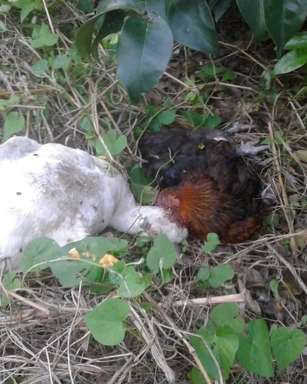 FB_IMG_1618003266756