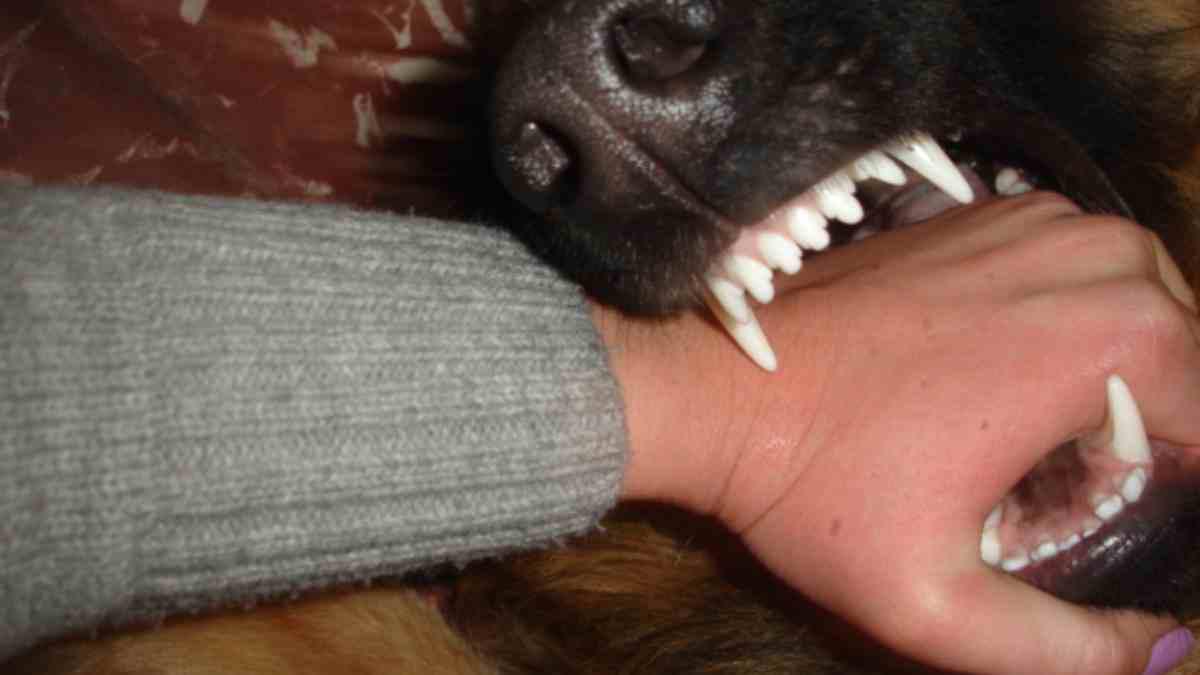 infecciones-por-mordeduras-de-un-perro-1