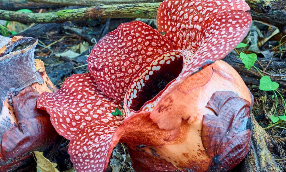 rafflesia-is-the-world-largest-flower_1440