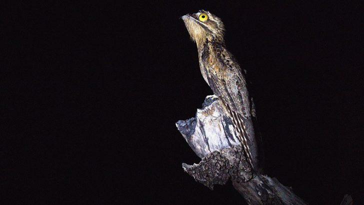 urutaú-nictibio-728x410