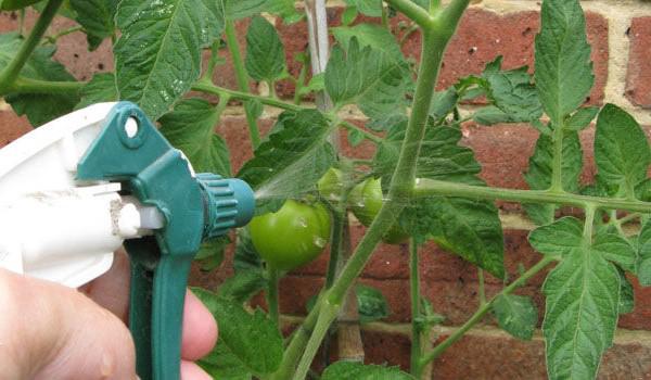 2f690e55-fungicidascaserostomates5jpg