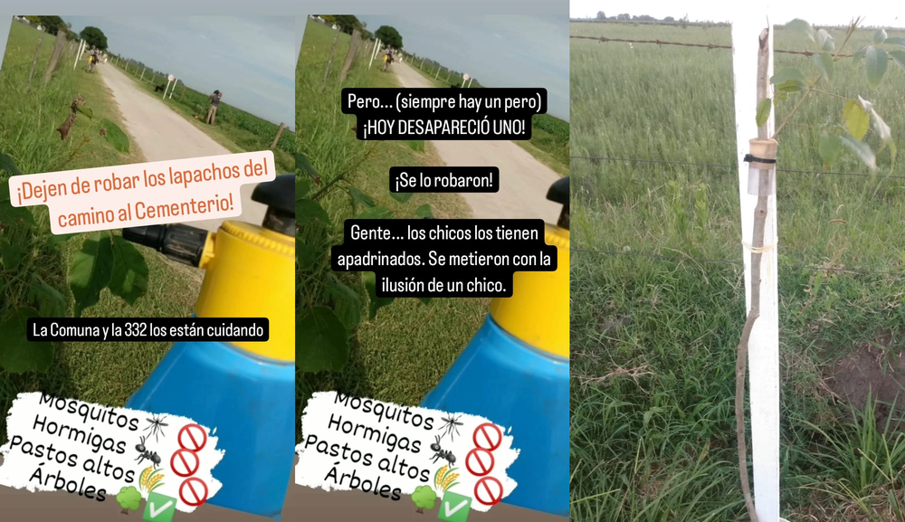 lapachos
