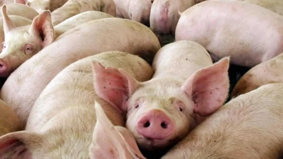 salud-triquinosis-casosjpg