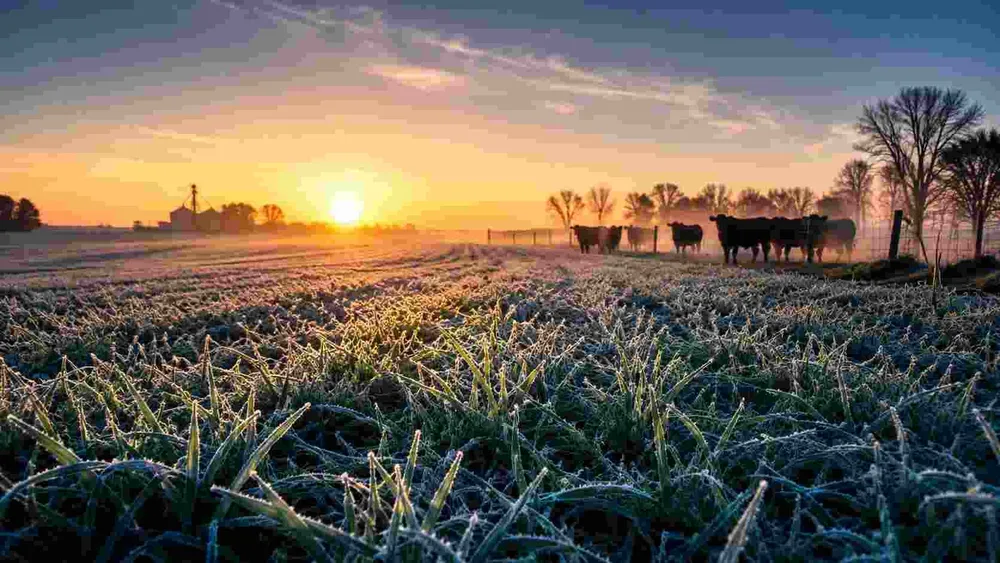 helada-campo-ganaderia-amanecer-ruralnet