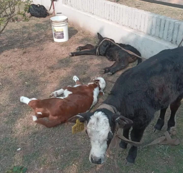 multimedia.normal.b7b38f4a6f4d0454.SW1hZ2VuIGRlIFdoYXRzQXBwIDIwMjQtMDktMjAgYSBfbm9ybWFsLndlYnA=