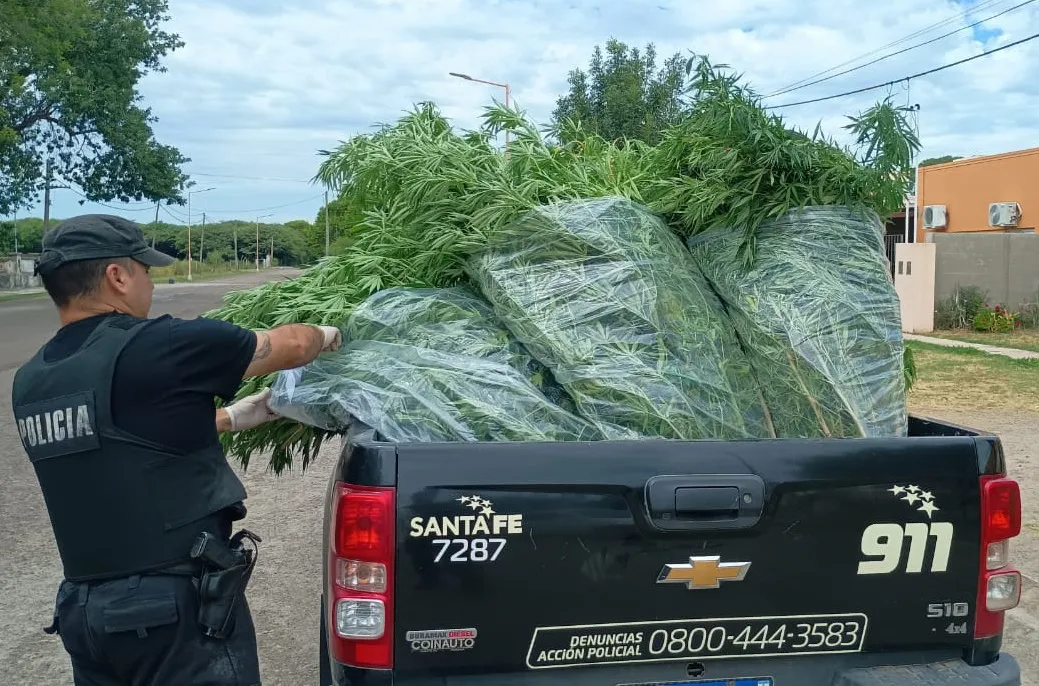plantas cannabis