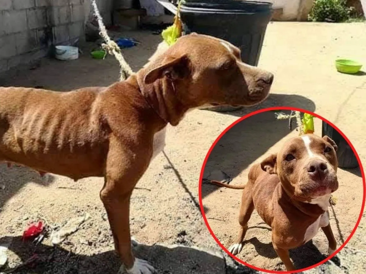 perro_flaco.jpg_1902800913