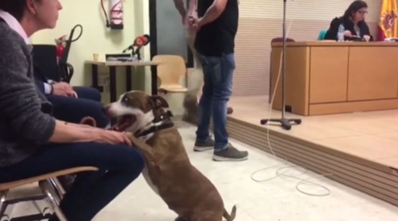 perri_1.jpg_1956802537