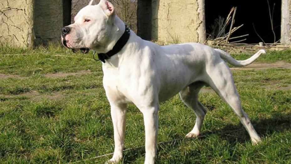 dogo