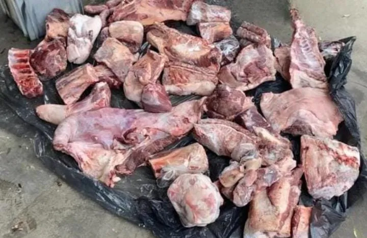 LosPumas (foto3).jfif