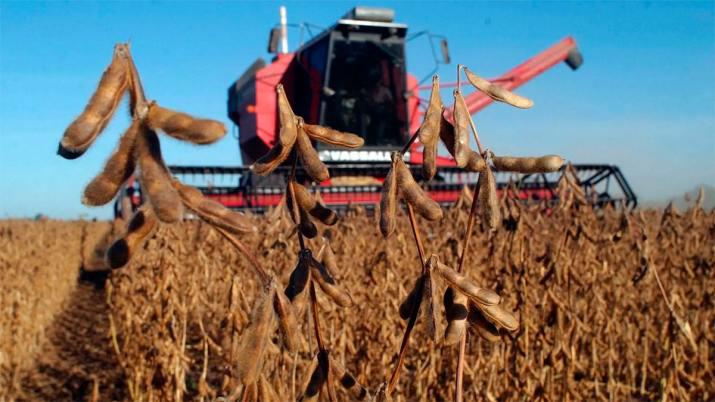 715x402_soja-campo-370530-080946