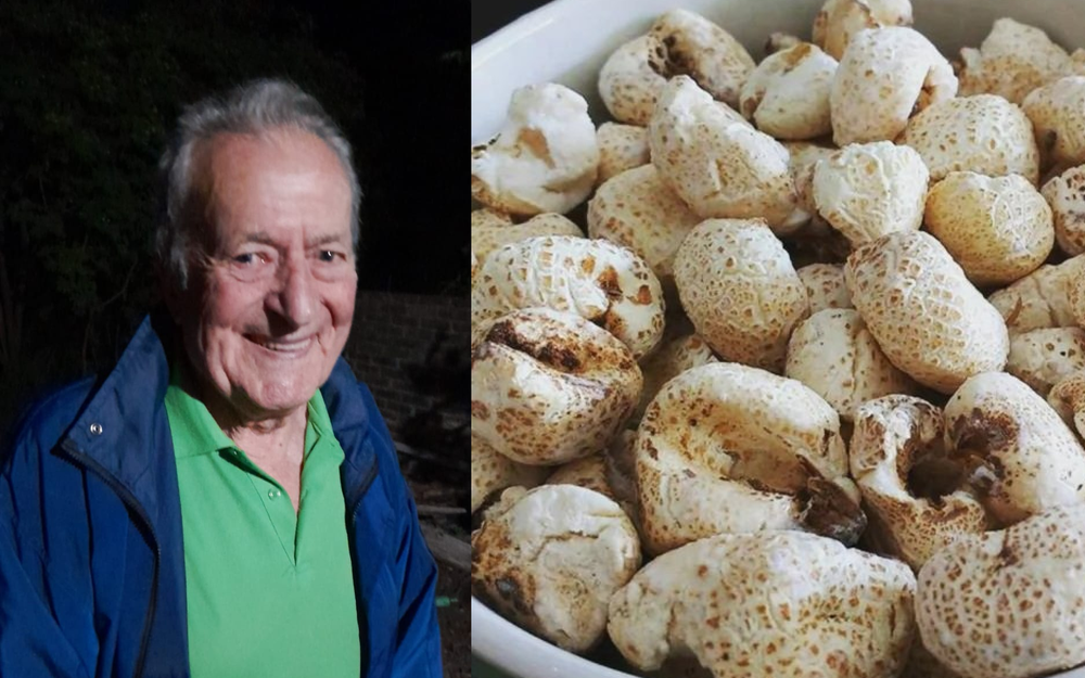 klenzi