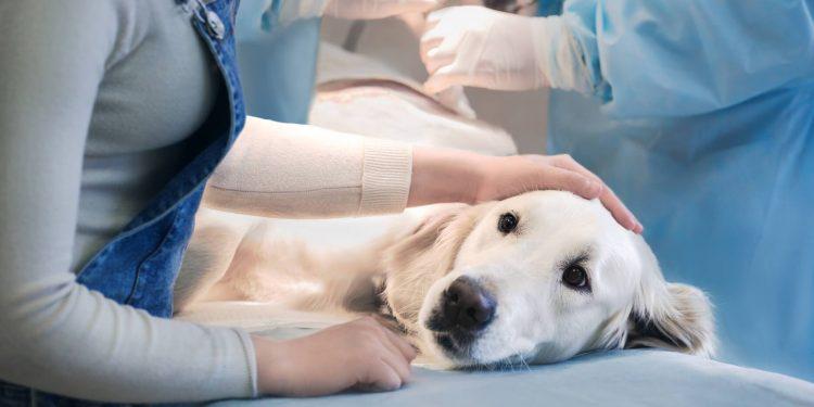 perro-esterilizado-750x375